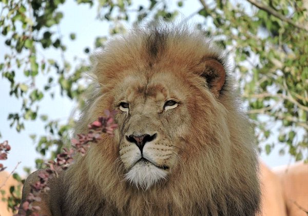 Nature - Faune - Flore